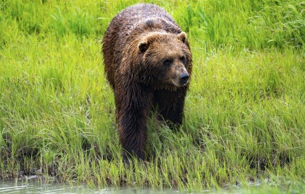 Brown bear (Ursus arctos) by the river in spring, Alaska, USA