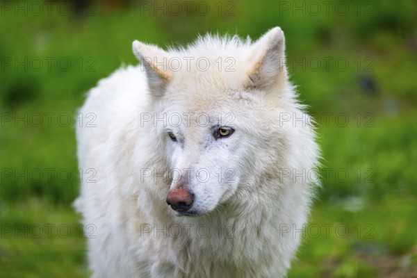 Arctic wolf (Canis lupus arctos), animal portrait, Alaska, USA