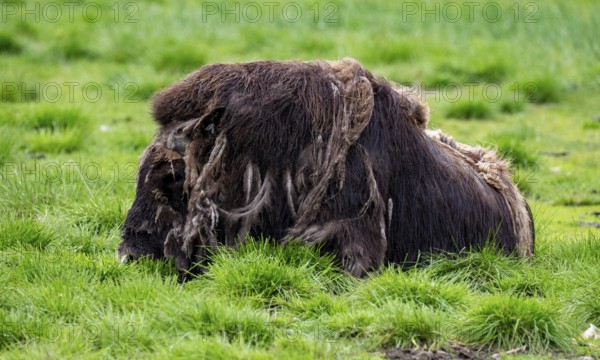 Musk ox (Ovibos moschatus), Alaska, USA