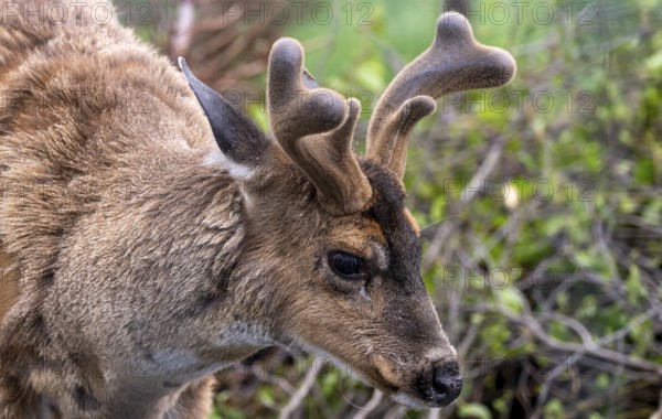 Sita deer (Odocoileus hemionus sitkensis), in spring, animal portrait, Alaska