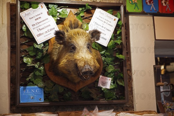 Boar head at the entrance to a delicatessen shop, Calvi, Balagne, Haute-Corse department, Corsica, France