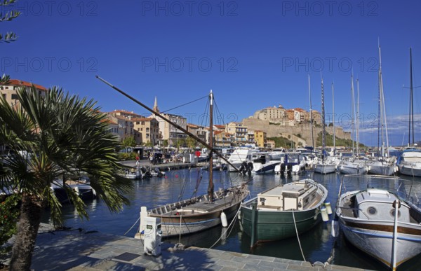 Calvi marina with citadel at the back, Balagne, Haute-Corse Department, Corsica, France