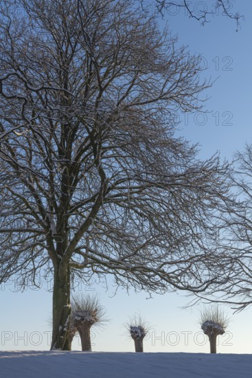 Large and small trees in winter snow in Holtenau, against the sky, tree trunk, branches, nature, sunshine, blue sky, deserted, Kiel, Germany