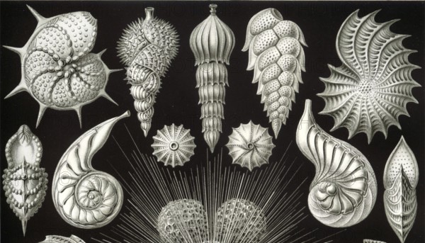 Foraminifera, protists, Rhizaria, calcifying protozoa, important for the formation of coral reefs, around 10, 000 known recent species, drawing by Ernst Heinrich Häckel, German zoologist, around 1910