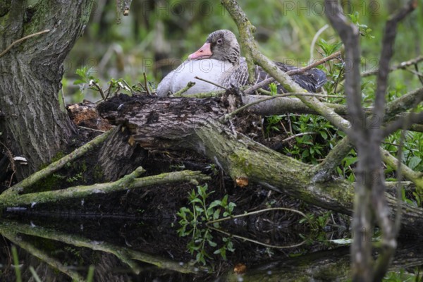 A greylag goose (Anser anser) sits in its nest surrounded by branches and lush greenery in a damp forest, Dümmer nature park Park, Lower Saxony, Germany