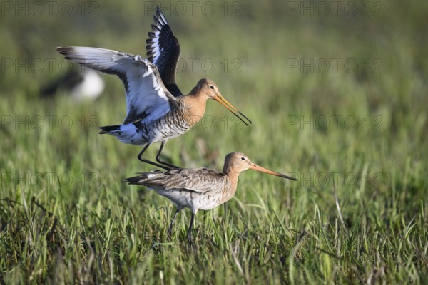 Two black-tailed godwits (Limosa limosa) standing in a meadow in front of mating copula, the male bird has spread his wings and lands on the back of the female bird, Dümmer nature park Park, Lower Saxony, Germany