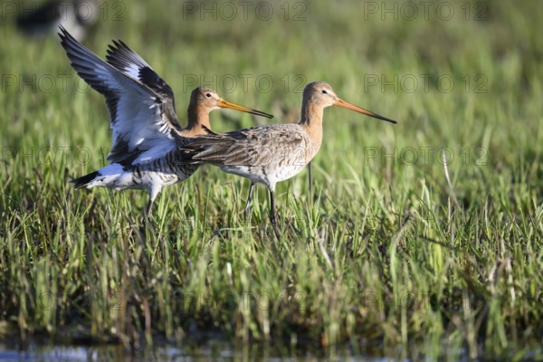 Two black-tailed godwits (Limosa limosa) standing in a meadow close to each other in front of mating copula, quiet and together, the male bird has spread his wings and calls with open beak, Dümmer nature park Park, Lower Saxony, Germany