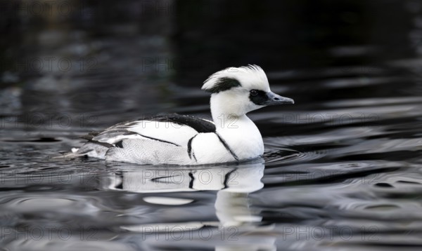 Red-breasted Merganser (Mergellus albellus), swimming in the water, Alaska, USA