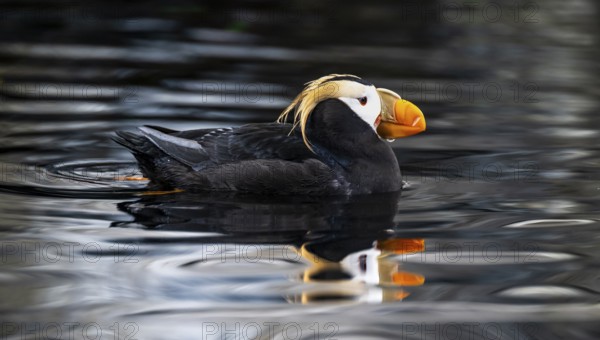Yellow-crested flounder (Fratercula cirrhata), swimming in the water, Alaska, USA