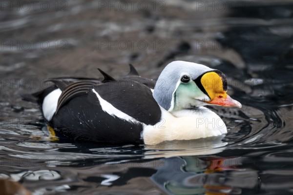 Common Eider (Somateria spectabilis), male swimming in the water, Alaska, USA