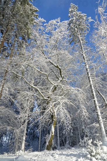 Snowy trees, forest, snow, winter, Sieversen, Samtgemeinde Rosengarten, Lower Saxony, Germany