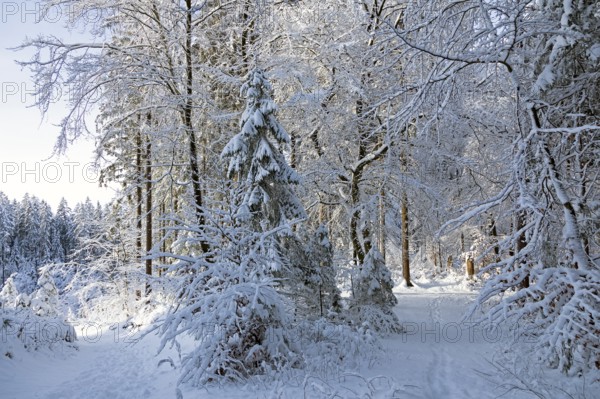 Snowy trees, forest, trails, snow, winter, Sieversen, Samtgemeinde Rosengarten, Lower Saxony, Germany