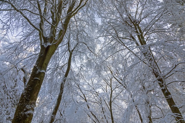 Snowy trees, treetops, forest, snow, winter, Sieversen, Samtgemeinde Rosengarten, Lower Saxony, Germany
