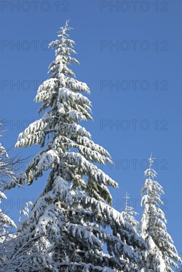 Snowy trees, conifers, forest, snow, winter, Sieversen, Samtgemeinde Rosengarten, Lower Saxony, Germany