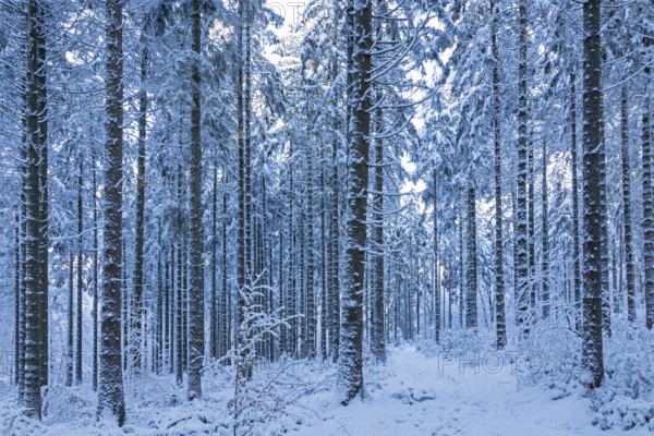 Snowy trees, tree trunks, forest, snow, winter, Sieversen, Samtgemeinde Rosengarten, Lower Saxony, Germany