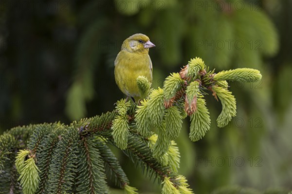 A male greenfinch (Chloris chloris) sitting on a branch, the fresh green of the spruce shoots emphasises the time of late spring, breeding season, Germany