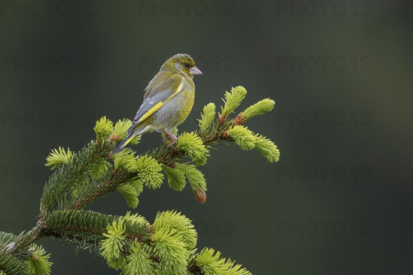 Sitting on an exposed branch, the male greenfinch (Chloris chloris) can keep a good watch over its territory, breeding season, Germany
