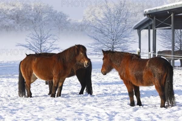 Icelandic horses (Equus islandicus) standing relaxed in winter on a meadow covered with snow, Schleswig-Holstein, Germany