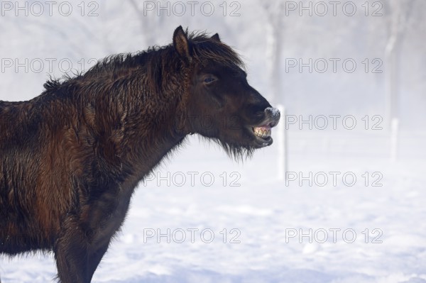 Flehmendes Icelandic horse (Equus islandicus) standing in winter in the fog on a meadow covered with snow, Schleswig-Holstein, Germany