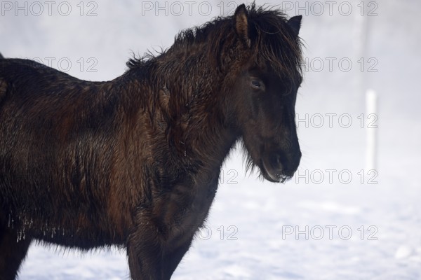 Icelandic horse (Equus islandicus), black, gelding standing on a meadow covered with snow in winter, Schleswig-Holstein, Germany
