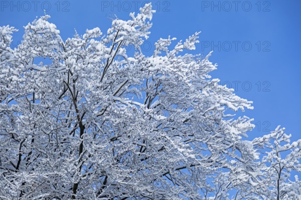 Snowy tree, snow, winter, Sieversen, Samtgemeinde Rosengarten, Lower Saxony, Germany