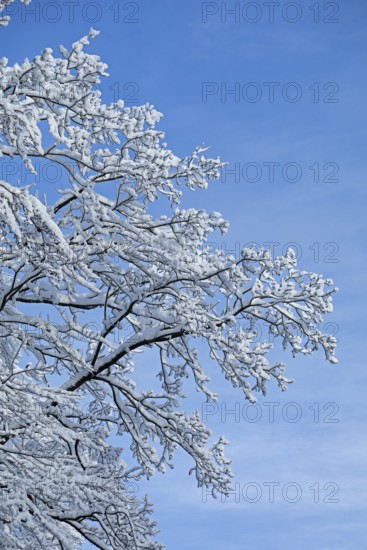Snowy tree, snow, winter, Sieversen, Samtgemeinde Rosengarten, Lower Saxony, Germany