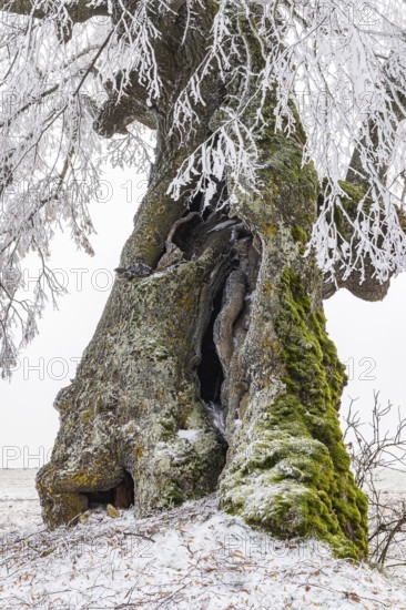 A distinctive linden tree with hoarfrost in the Swabian Jura. The Lindele natural monument in winter in Heroldstatt, Baden-Württemberg, Germany