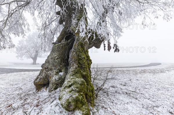 A distinctive linden tree with hoarfrost in the Swabian Jura. The Lindele natural monument in winter in Heroldstatt, Baden-Württemberg, Germany