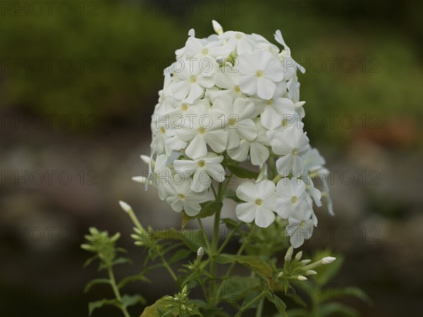 Plant, white phlox, flame flower, native garden, East Frisia, Germany