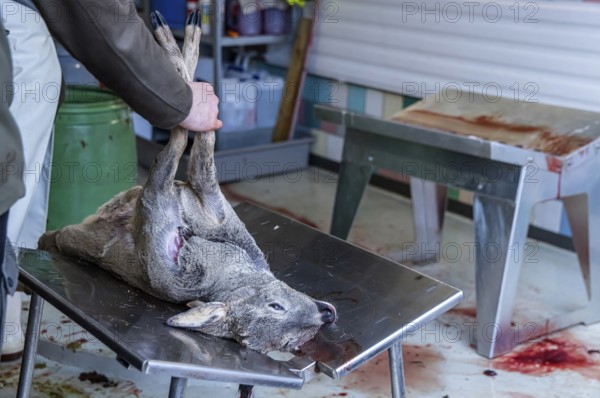 Driven hunting in Schönbuch. In autumn, hunters go hunting for wild boar and deer. After the hunt is over, the killed animals are broken up in a fair manner and the insides are removed. Böblingen, Baden-Württemberg, Germany