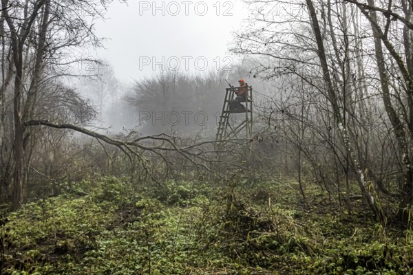 Driven hunting in Schönbuch. In autumn, hunters go hunting for wild boar and deer. Drivers in safety vests drive game through the forest. Böblingen, Baden-Württemberg, Germany