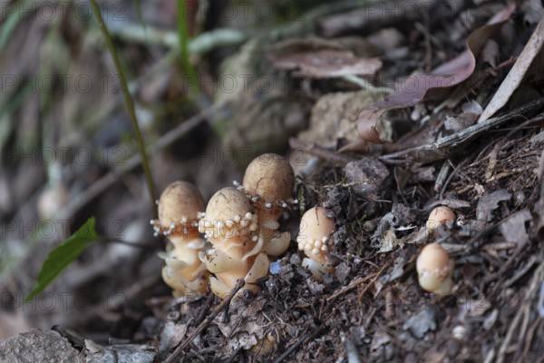 Daytime close up of mycorrhizal fungi (Balanophora fungosa) growing beside a hiking trail at Wallaman Falls, Queensland, Australia