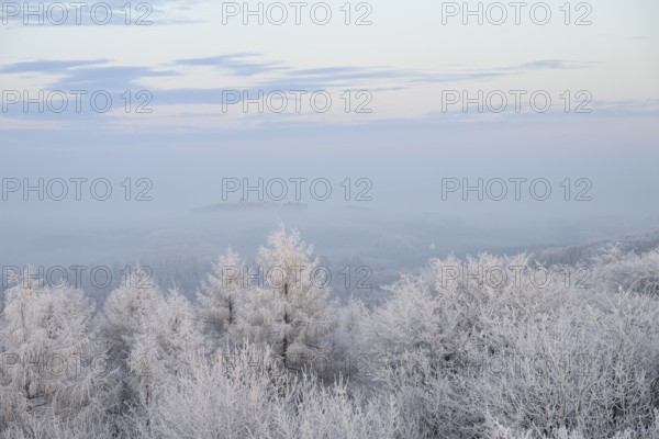 Snowy range of hills with frosty trees in the morning light, Hermannsweg an der Steinegge, Dissen am Teutoburger Wald, Lower Saxony, Germany