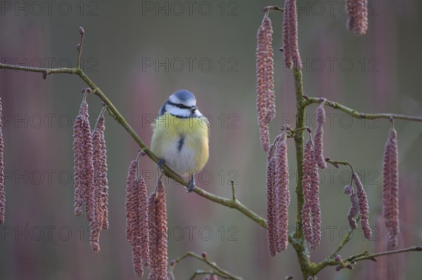 A blue tit (Cyanistes caeruleus) sits on a branch of a hazel tree (Corylus avellana) surrounded by catkins in the soft light of a spring morning, Melle, Lower Saxony, Germany