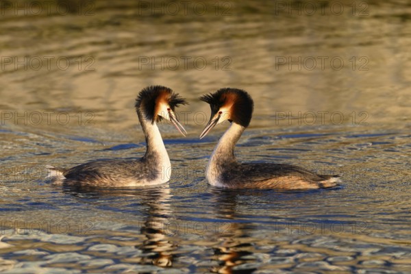 A mating pair of great crested grebes (Podiceps Scalloped ribbonfish) swimming close together in the water, their plumage reflected in the water, Steinhuder Meer, Lower Saxony, Germany