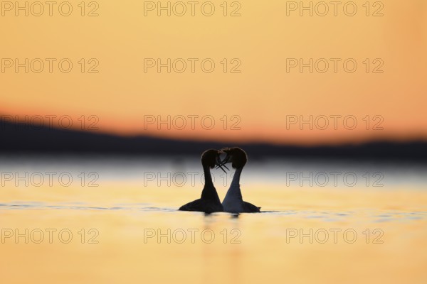 Two great crested grebes (Podiceps Scalloped ribbonfish) in the water at sunset, their silhouettes light up the picture, their silhouettes look romantic against the orange-coloured evening sky Steinhuder Meer, Lower Saxony, Germany