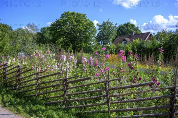 A picturesque garden with flowers and a rural house in the background, the colorful cottage garden vegetable garden of the famous botanist and taxonomist Carl von Linne with a rustic wooden fence under a blue sky, Linnes Rashult, Rashult, Diö, Kronobergs län, Sweden
