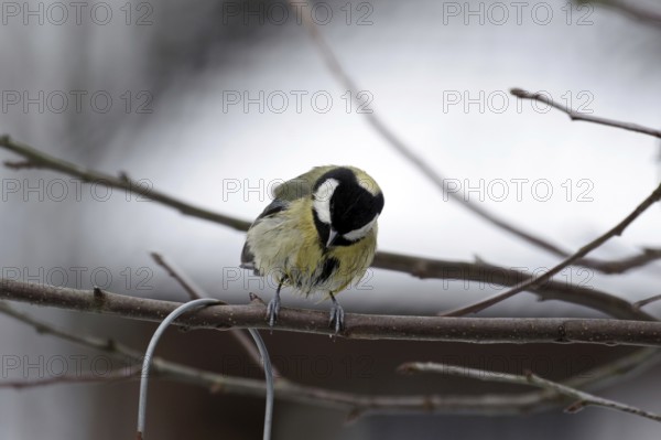Great tit (Parus major), twig, winter, plumage, wet, Germany, With wet feathers the great tit sits on a branch in a tree