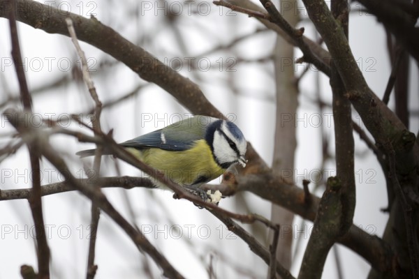 Blue tit (Cyanistes caeruleus), twigs, winter, bird feeding, hunger, Germany, The tit sits in a tree and holds a peanut kernel in its claws