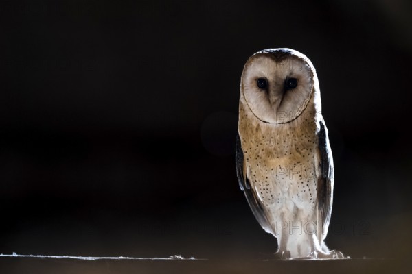 A barn owl (Tyto alba) stands in the darkness and looks with intense eyes, East Westphalia, North Rhine-Westphalia, Germany
