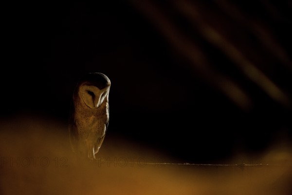 A barn owl (Tyto alba) sits in a dark environment and radiates a mysterious atmosphere, East Westphalia, North Rhine-Westphalia, Germany