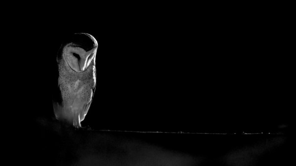 A barn owl (Tyto alba) In the shade, surrounded by darkness. Mystical atmosphere in black and white, East Westphalia, North Rhine-Westphalia, Germany