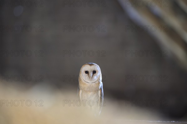 A barn owl (Tyto alba) In the shade, surrounded by darkness, East Westphalia, North Rhine-Westphalia, Germany