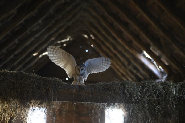 A barn owl (Tyto alba) lands with outstretched wings in the loft of an old barn surrounded by hay in a rustic, wood-lined attic, East Westphalia, North Rhine-Westphalia, Germany
