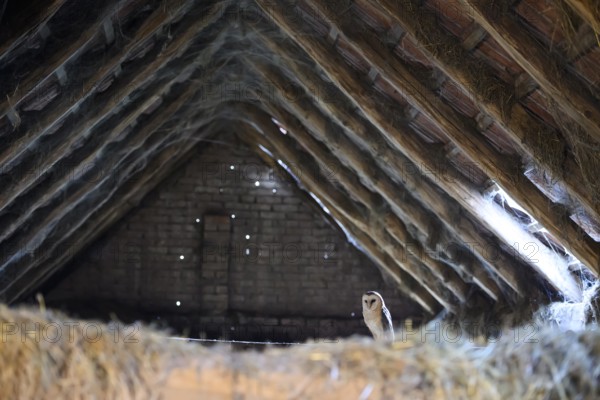 A barn owl (Tyto alba) sits quietly in the loft of an old barn surrounded by hay in a rustic, wood-lined attic, East Westphalia, North Rhine-Westphalia, Germany