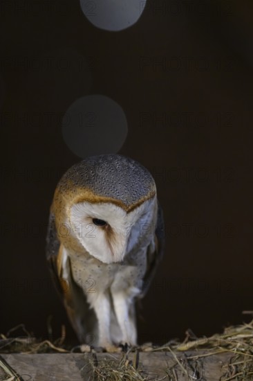 A barn owl (Tyto alba) sits in the dark, surrounded by soft light, East Westphalia, North Rhine-Westphalia, Germany