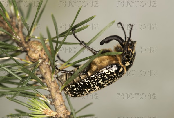 Turkish cockchafer (Polyphylla fullo), male, Valais, Switzerland