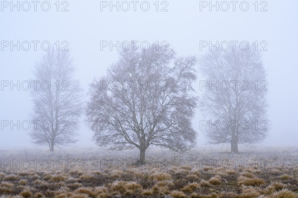 Birches in winter Rehdener Geestmoor in fog, Diepholzer Moorniederung, Rehden, Lower Saxony, Germany