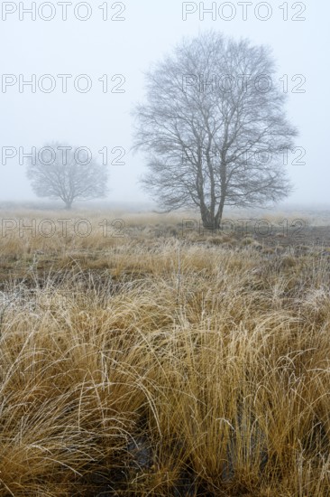 Birches in winter Rehdener Geestmoor in fog, Diepholzer Moorniederung, Rehden, Lower Saxony, Germany