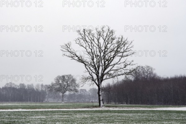 Landscape, tree, oak, bare, winter, cold, snow, beautiful, North Rhine-Westphalia, Germany